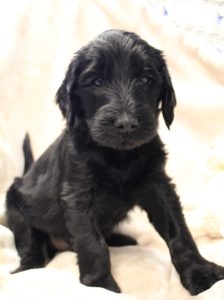 Australian labradoodle puppies available