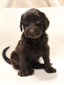 labradoodles available now