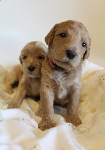 standard labradoodle puppies available now Oregon 