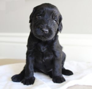 Portland Oregon standard labradoodles puppies available now