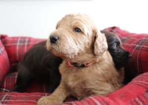 Oregon standard labradoodle pupppies now
