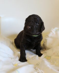 Oregon Labradoodle puppies available now