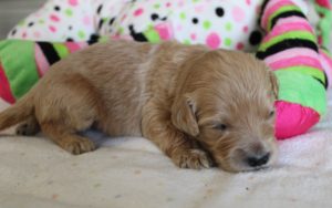 standard labradoodle puppies available now