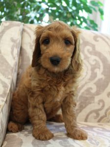 Washington labradoodle breeders Oregon