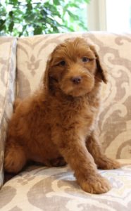 labradoodle puppies Oregon breeders