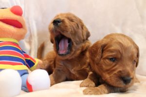 labradoodle puppies available now