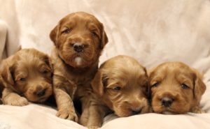 Australian labradoodle puppies available now standard Oregon