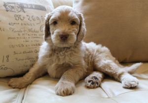 Australian Labradoodle puppies available now