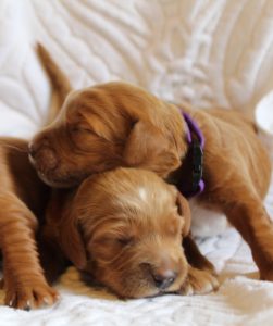 Oregon labradoodle breeders guardianship program