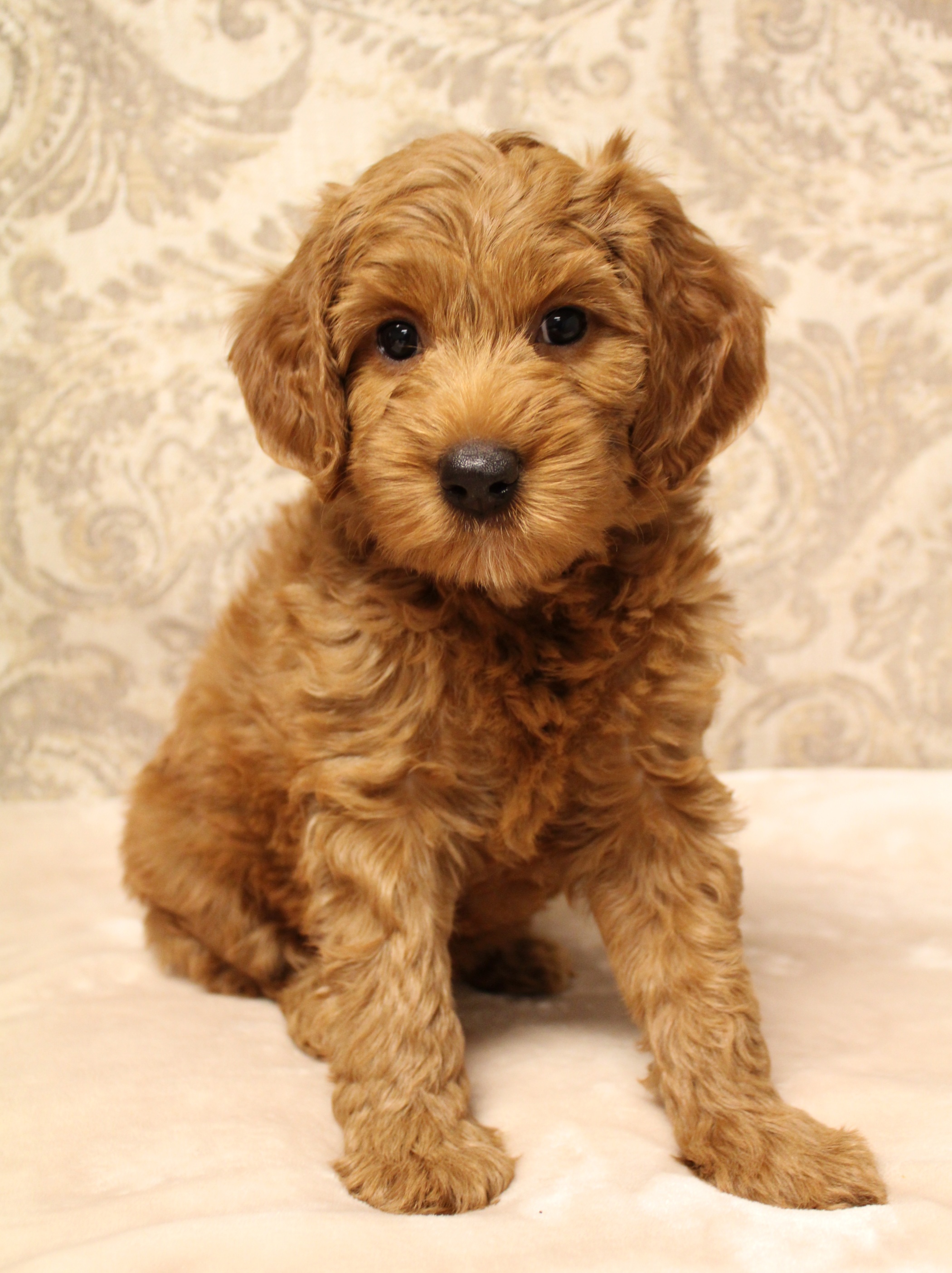 Oregon labradoodle puppies Salem Sherwood McMinnville Portland