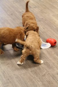 Best Oregon Australian Labradoodle breeders