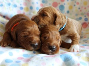 Portland Oregon Labradoodle breeders puppies 
