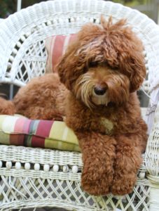 Oregon red Australian Labradoodles