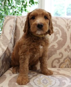 Oregon Yamhill County labradoodle breeders