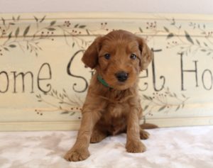 Salem Oregon Labradoodle puppies available now breeder
