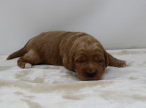 Portland Labradoodle breeders puppies available now