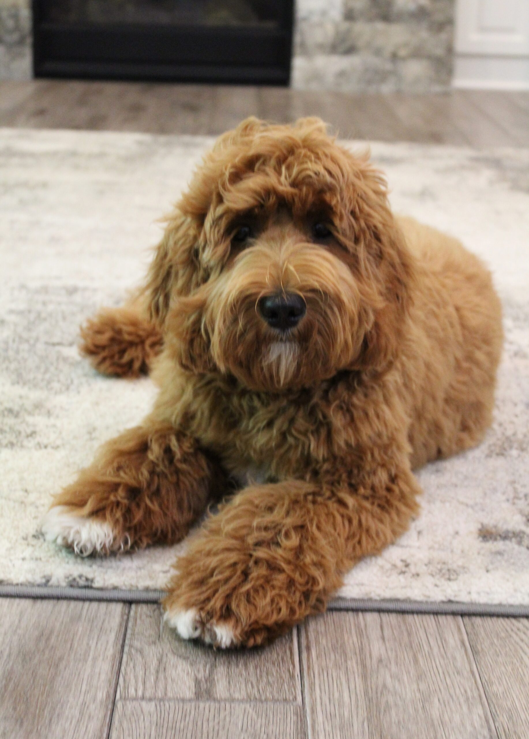 Sweet Nora has retired Oregon labradoodle puppies available now