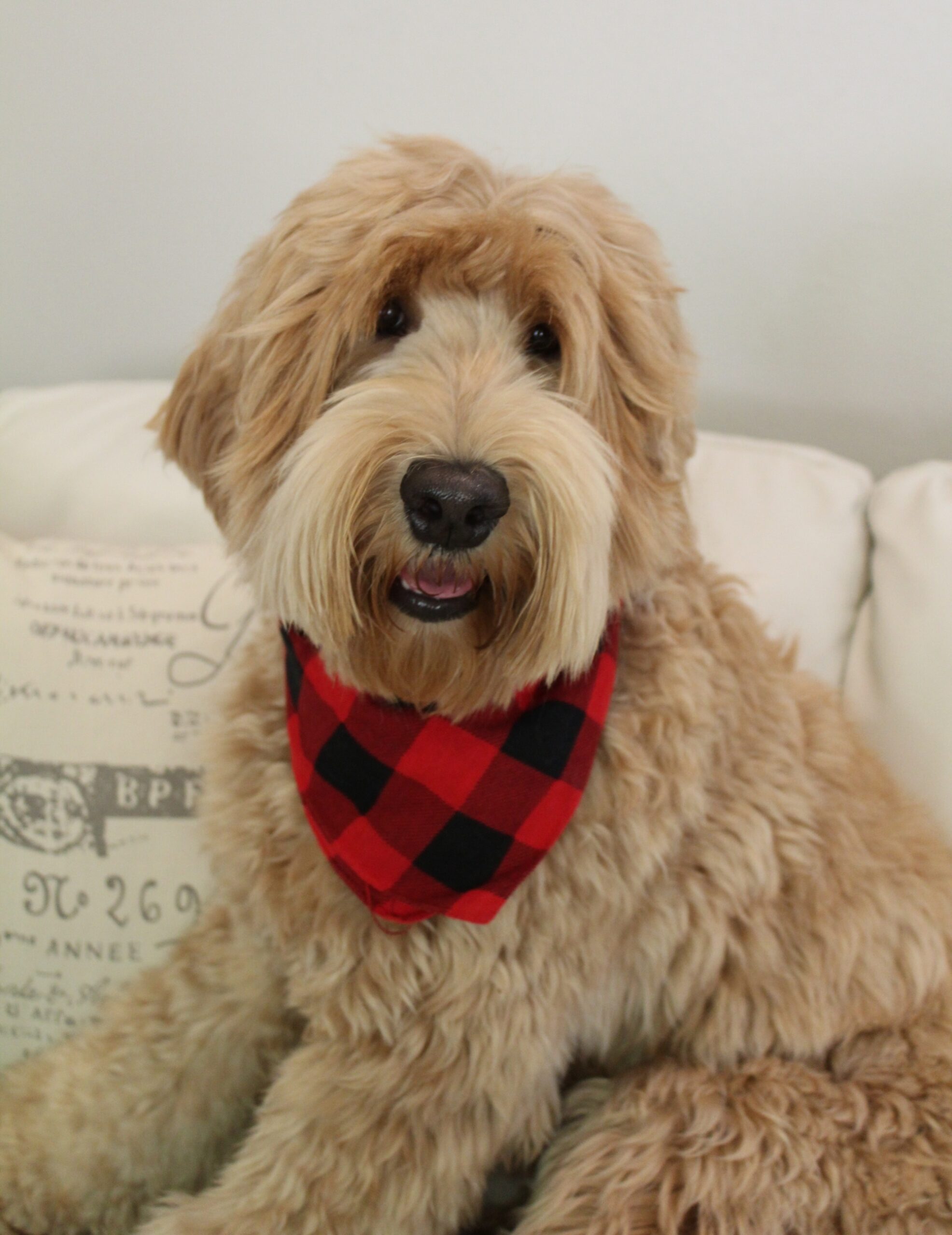 Sophie, our larger mama, has retired