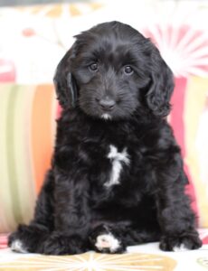 We have two puppies available