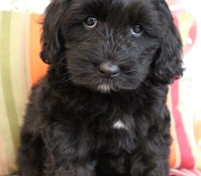 Kylie and Nelson’s puppies are home Photo gallery