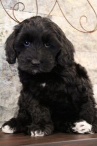 Kylie and Nelson's puppies are ready for home