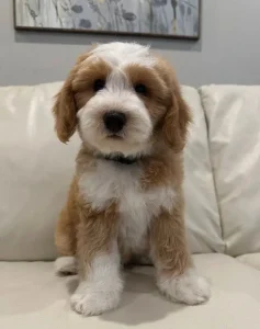 Emmet 10 weeks 1 labradoodle guardianship puppy available Portland Oregon