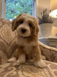 We have a puppy available and puppies on the way!