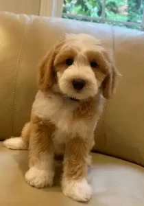 Emmet 10 weeks 5