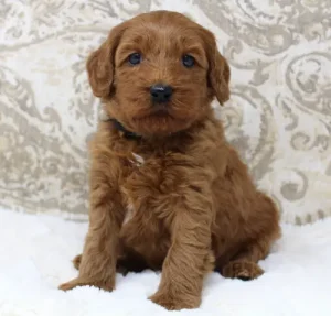 Five weeks Micah red labradoodle puppies available minis Oregon