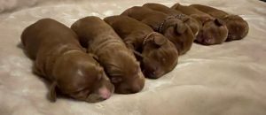 red mini labradoodles available