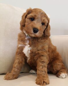 red labradoodle puppies therapy dogs