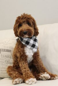 Stevie 6 mini labradoodle puppies