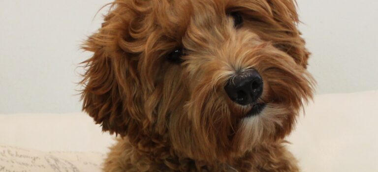 Meet our newest mama, Poppy Meet our newest mama, Poppy