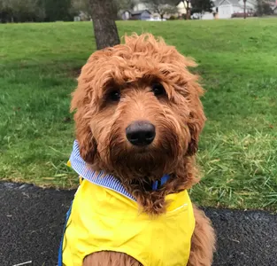 One of our stylish guys named Bentley