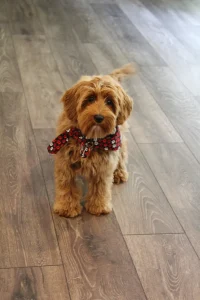 Maddie 5 mos old best Oregon labradoodle puppies breeder