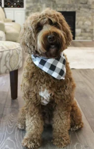 Nellie 2026 4 best Oregon labradoodle breeder red puppies standard