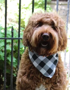 standard red labradoodle puppies available