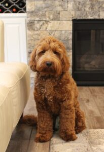 Sadie 2022 fireplace 3 Australian labradoodle puppies best Oregon breeder