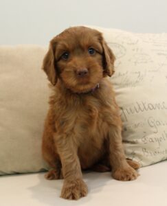 labradoodle puppies available now Puppy Culture