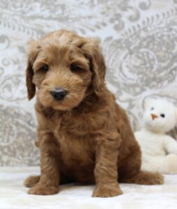 Oregon Puppy Culture labradoodles available now