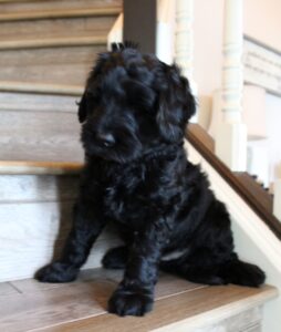 Puppy Culture labradoodle puppies available now
