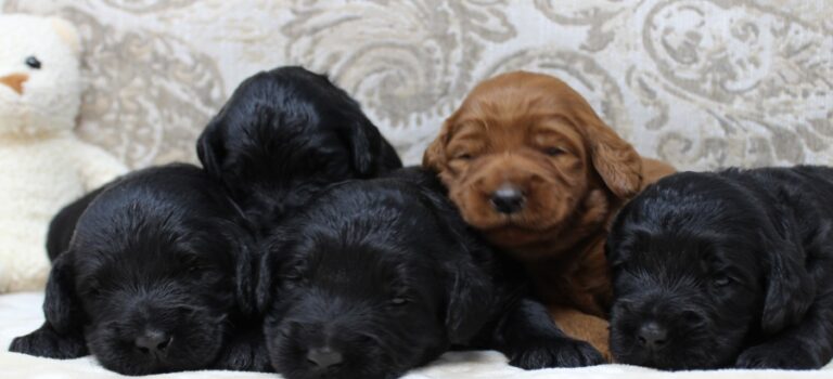 Standard black labradoodles