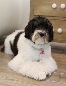 Oregon Australian Labradoodle breeder best