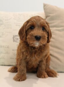 labradoodle breeder best puppies therapy dogs