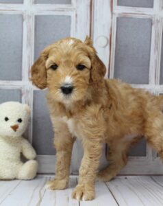 labradoodle puppies available now 