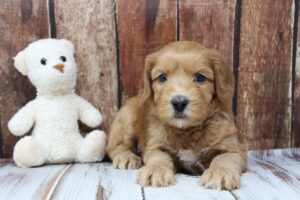 best Oregon labradoodle breeder therapy puppies