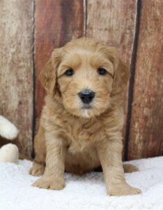Oregon labradoodles puppies available mini therapy