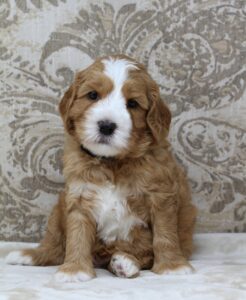 Oregon labradoodle puppies available now therapy dogs