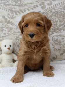 Portland Oregon labradoodle puppies therapy red available