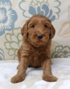 labradoodle puppies available now red therapy